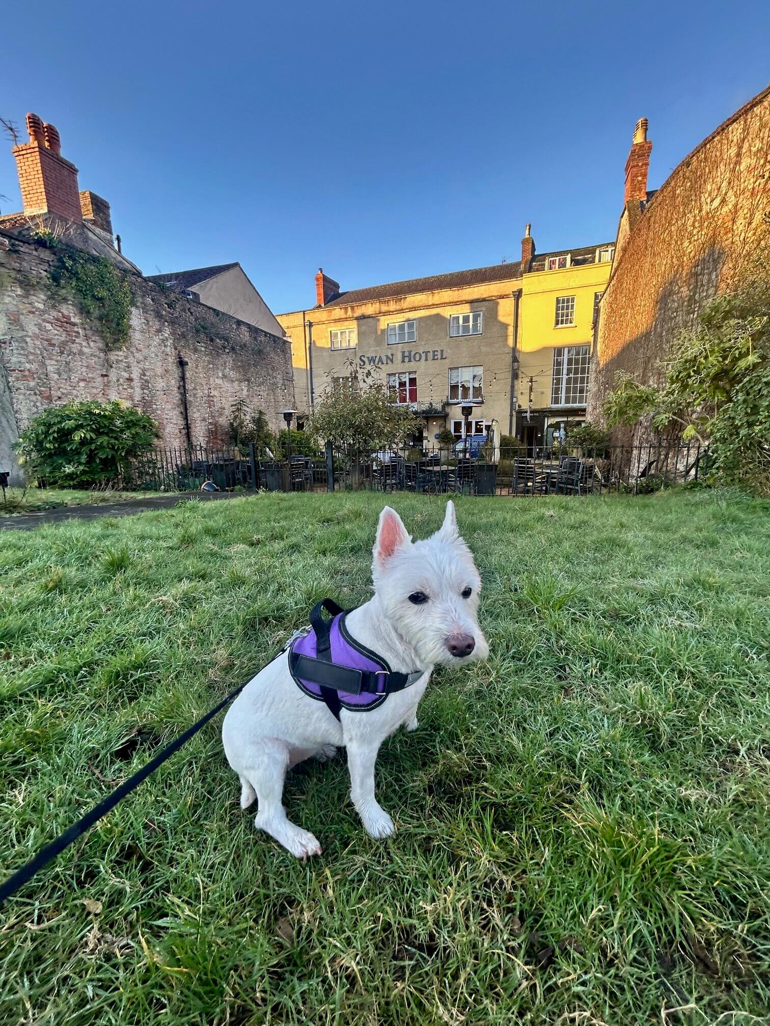 The Swan Hotel Wells Pet Friendly Hotel rotated
